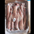 Frozen Squid Whole Round Block Frozen Loligo Chinensis